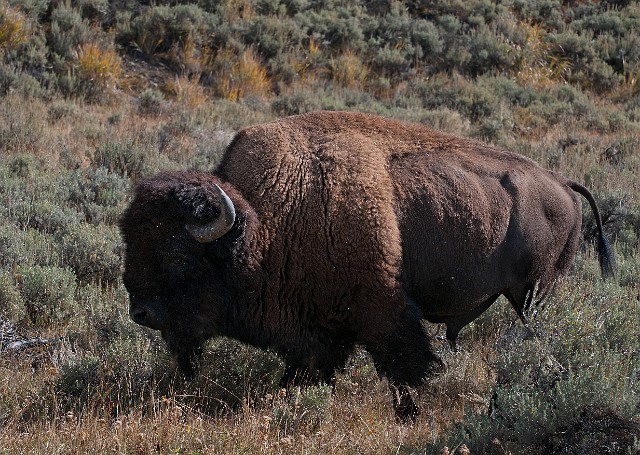 Bison 6109.jpg